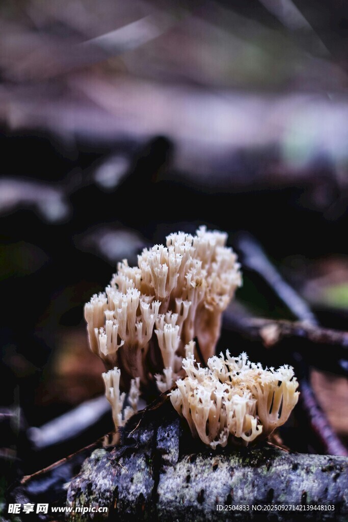 森林中的奇特菌类