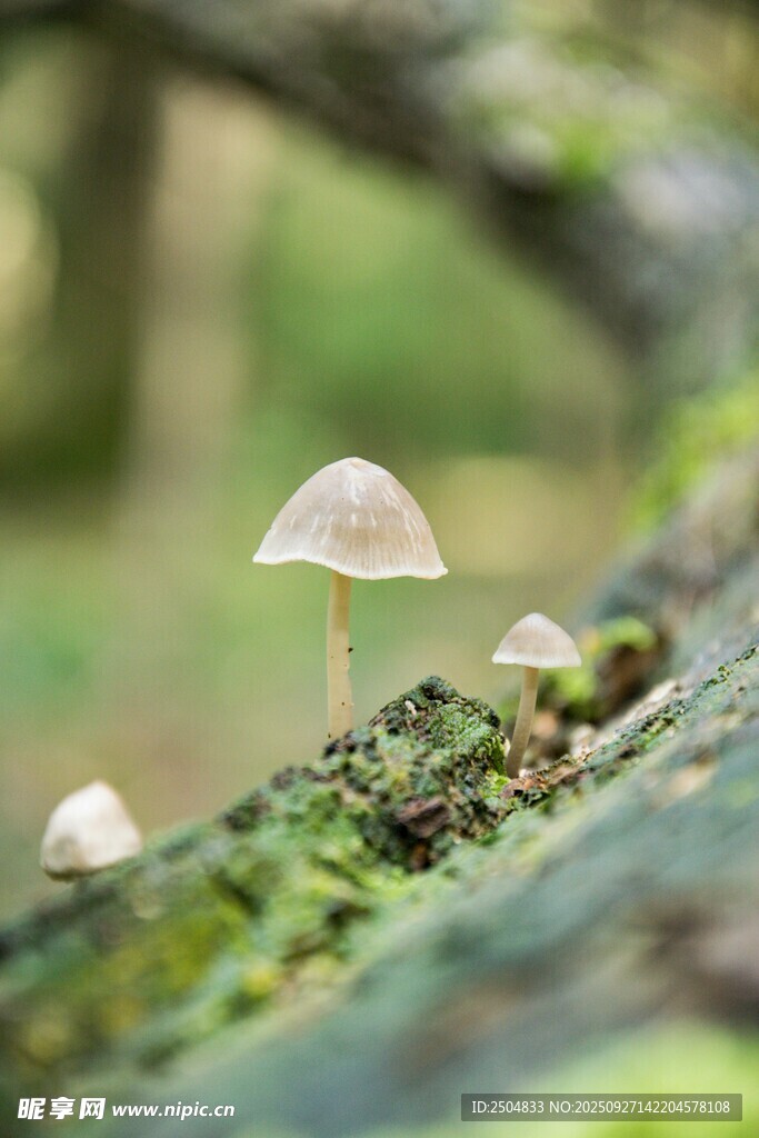 林间蘑菇 自然清新小景致