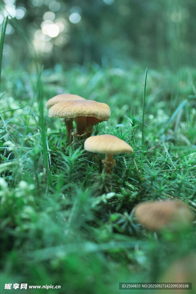 草丛中的蘑菇
