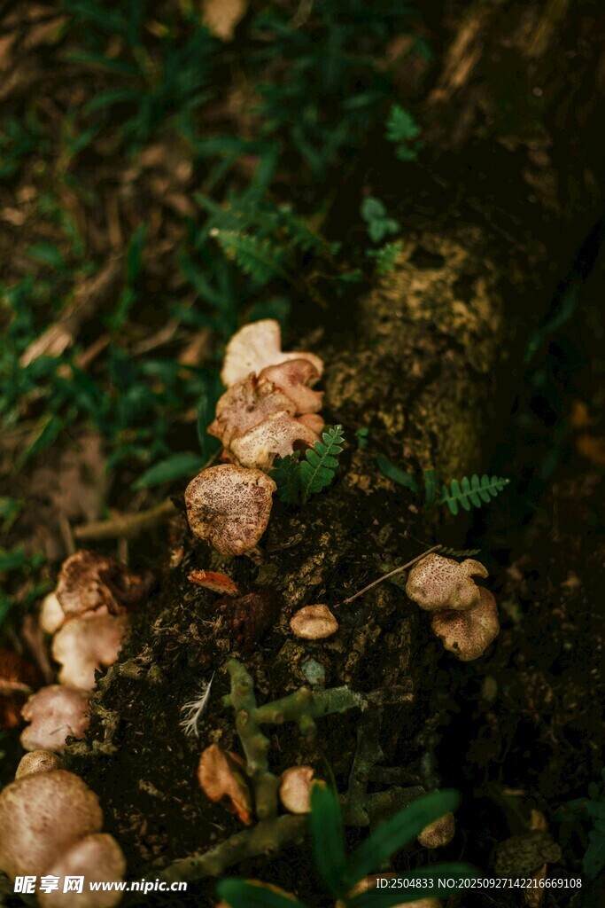地面上的蘑菇与绿植