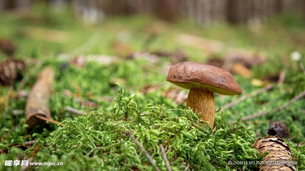 森林中生长的蘑菇