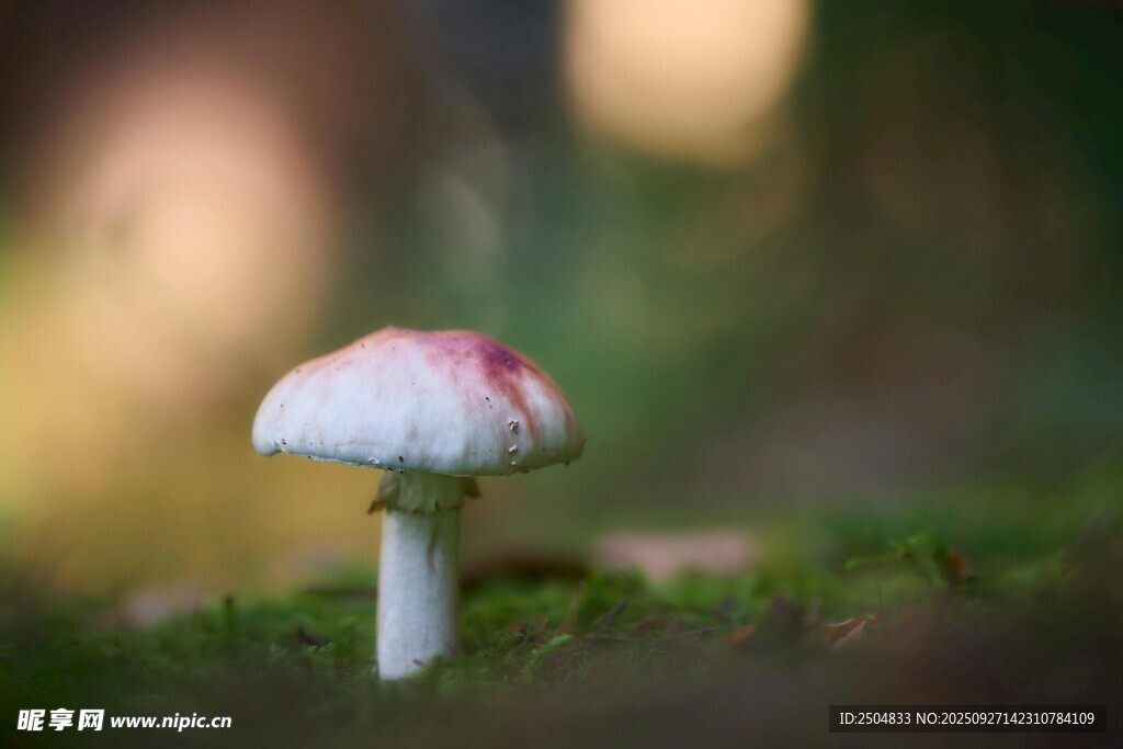 森林中的白色蘑菇