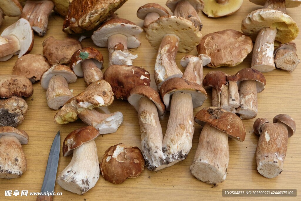 多样野生蘑菇摆放在木桌上