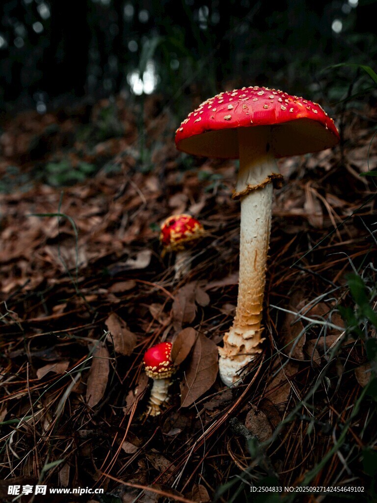 森林中的艳丽红蘑菇