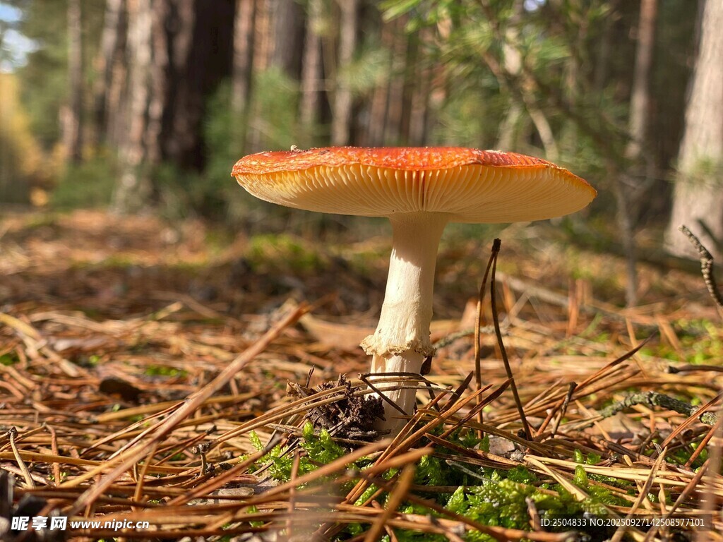 森林中的橙色蘑菇