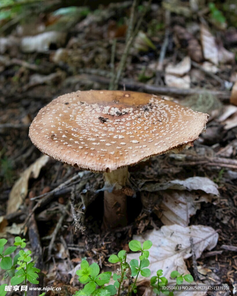 森林中的棕色蘑菇