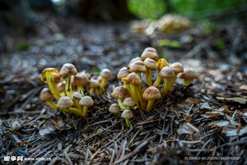 地面生长的黄色菌类植物