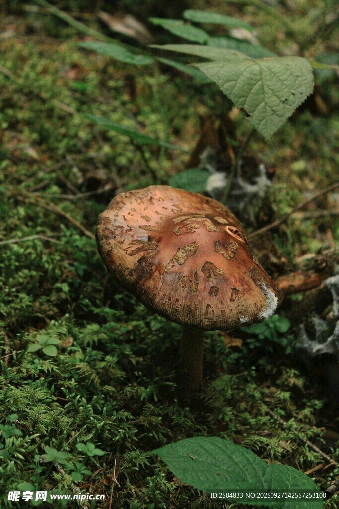 森林中的棕蘑菇