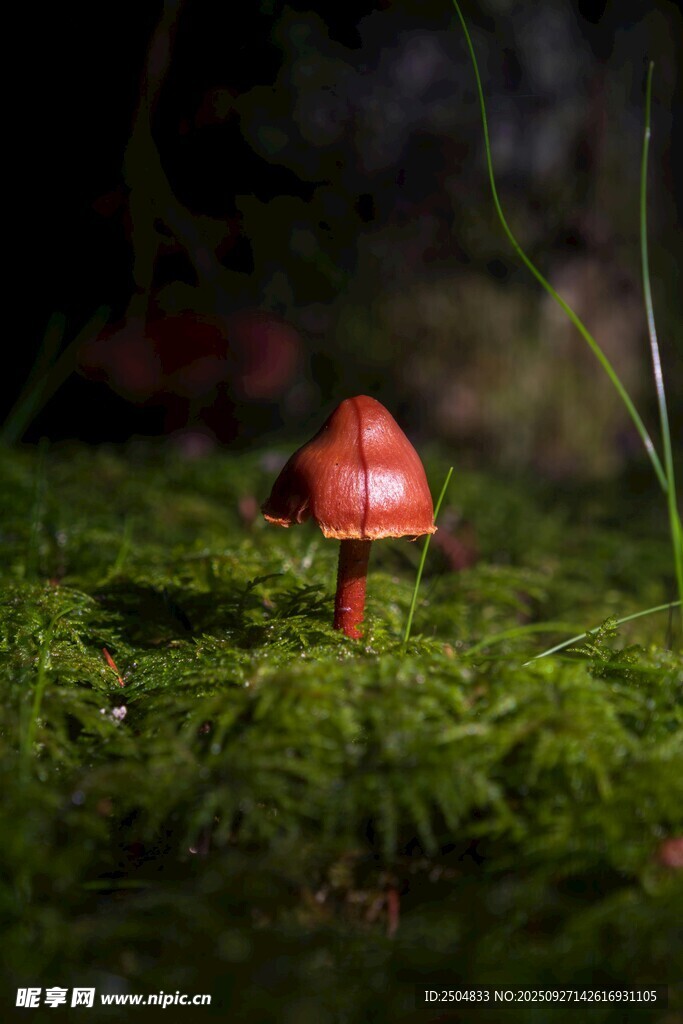 草丛中的红色小蘑菇