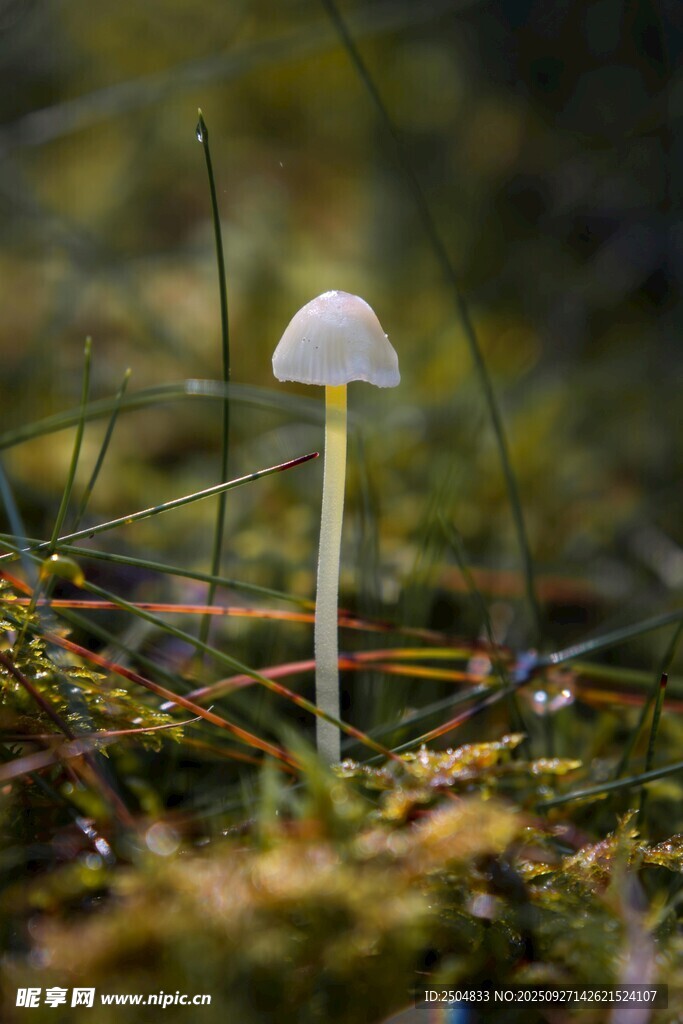 草丛中的白色小蘑菇