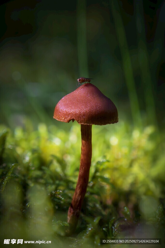 草丛中的红色小蘑菇