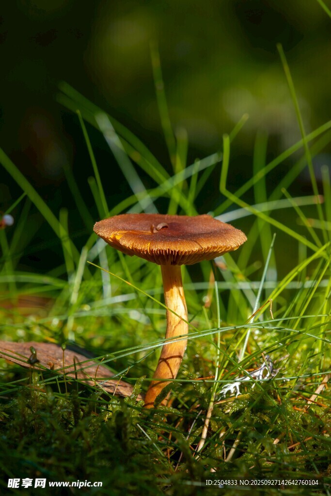 草地上的蘑菇