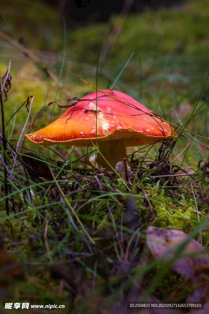 草丛中的艳丽红色蘑菇