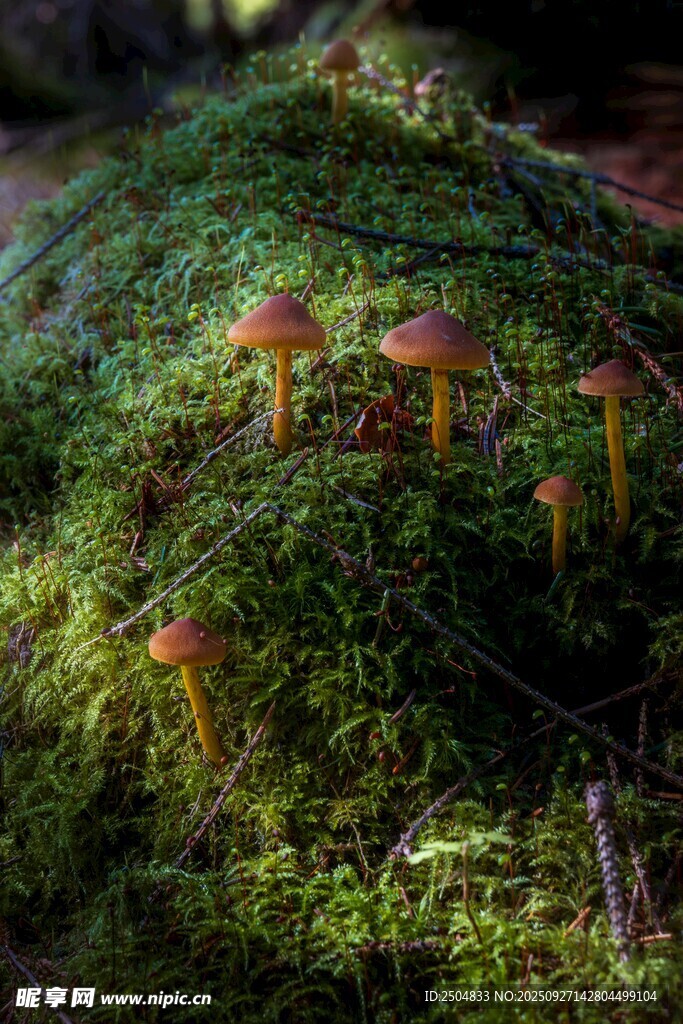 苔藓上的小巧蘑菇景观