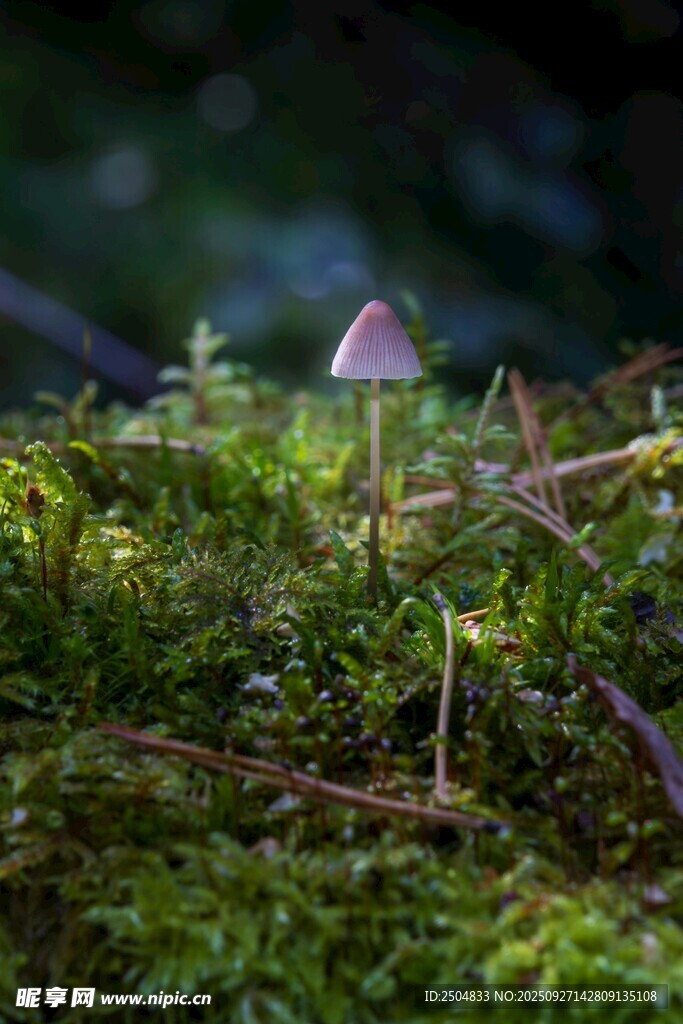 苔藓间的小巧蘑菇