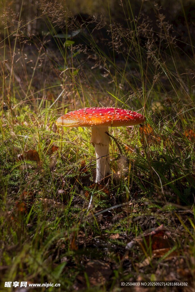 草丛中的鲜艳红蘑菇