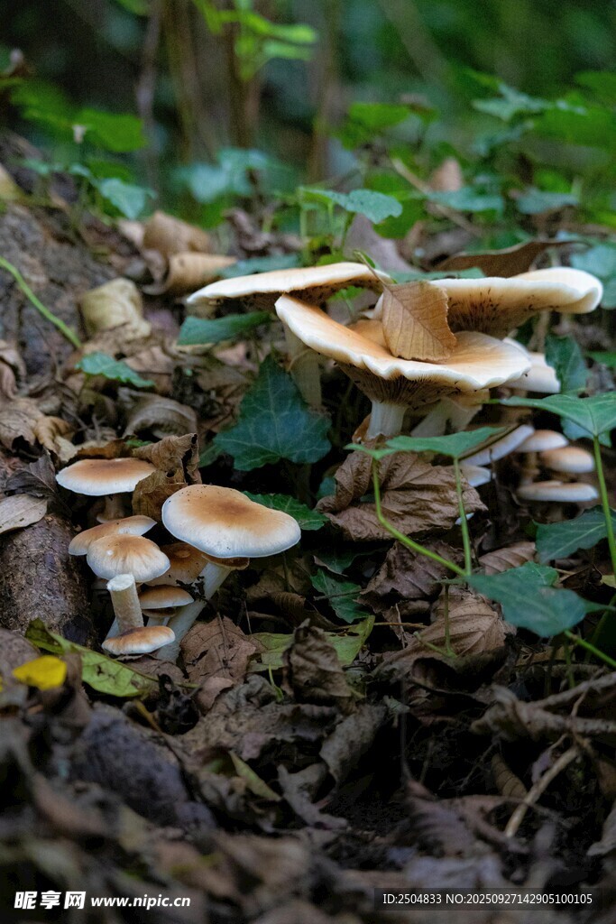 林间生长的蘑菇群