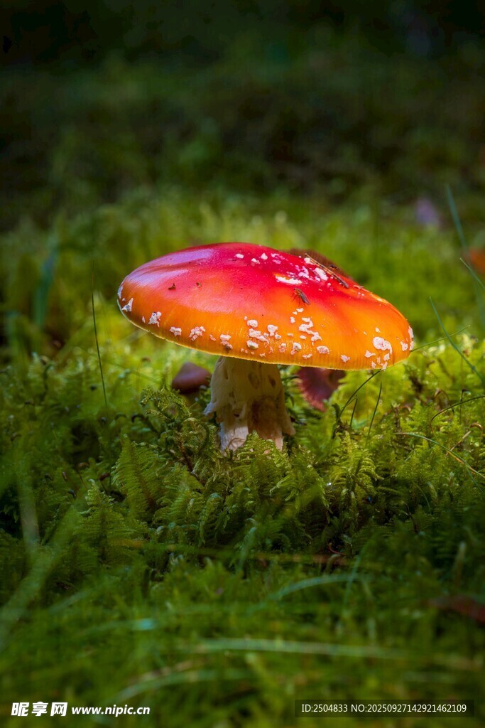 草地上的艳丽红蘑菇