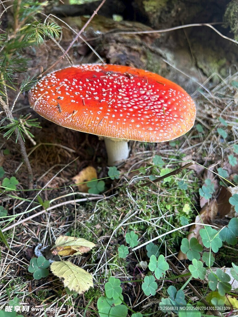 森林中的红色斑点蘑菇