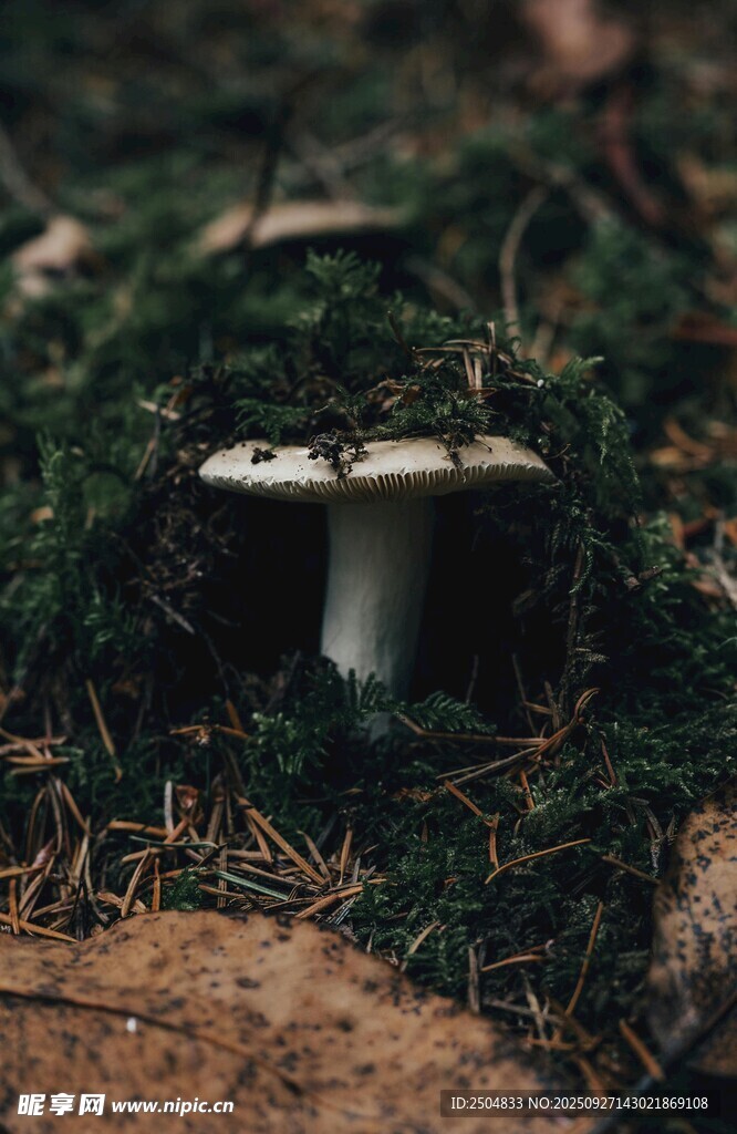 林间双蘑菇