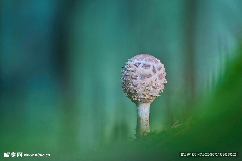 草地上的白色斑点蘑菇