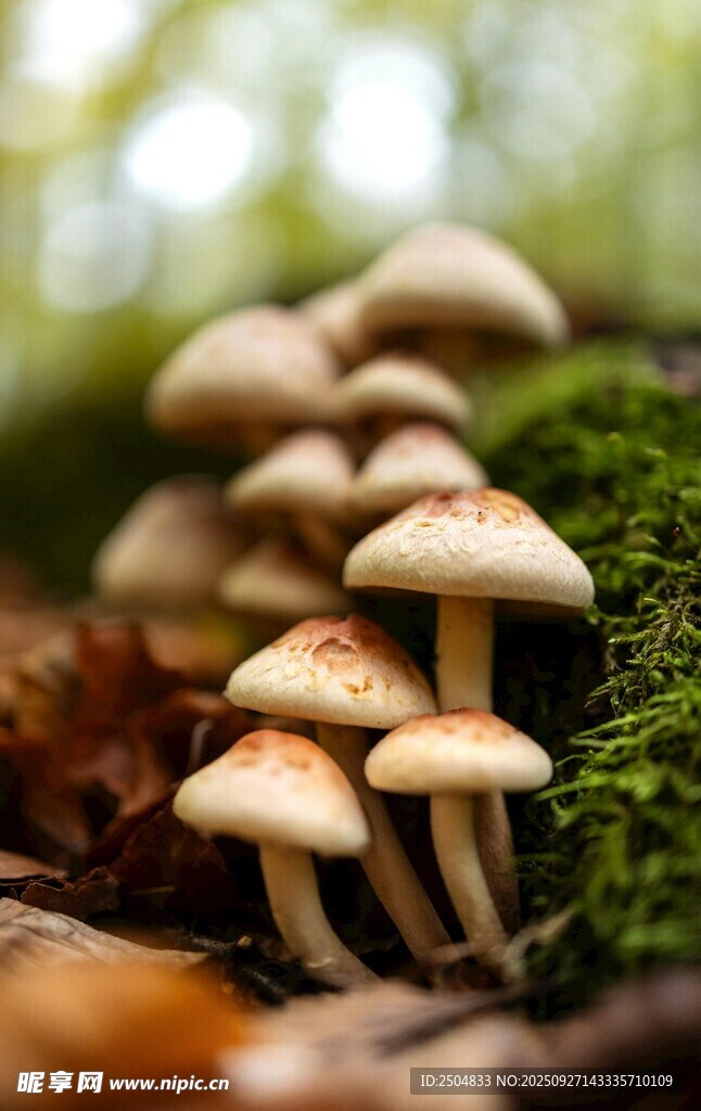 林间蘑菇群 自然小景致