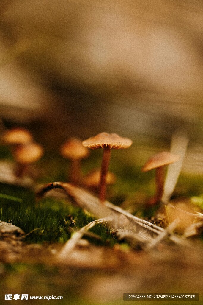 林间小蘑菇的自然景致