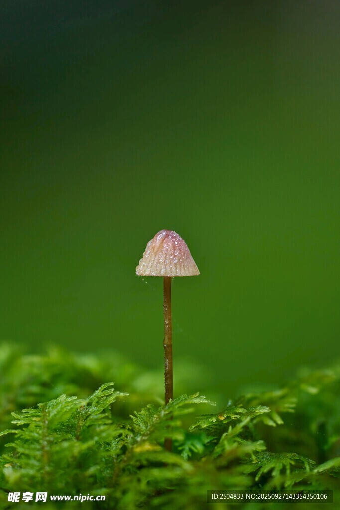 草丛中的小巧蘑菇