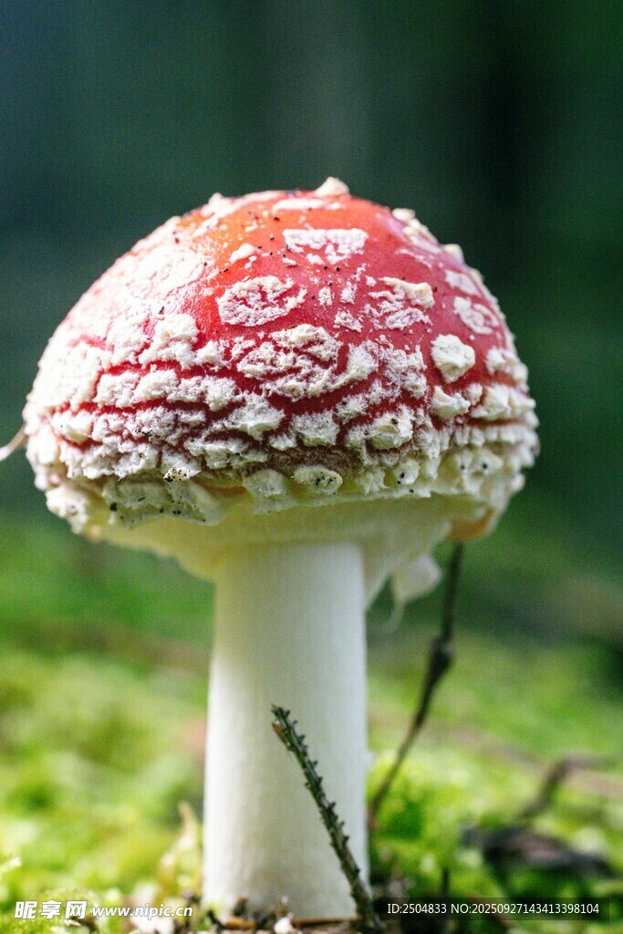 鲜艳红蘑菇生长于草地