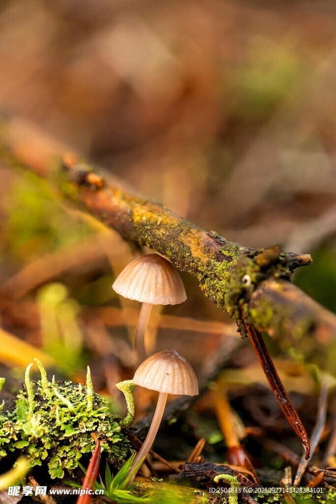 林间小蘑菇与苔藓景观