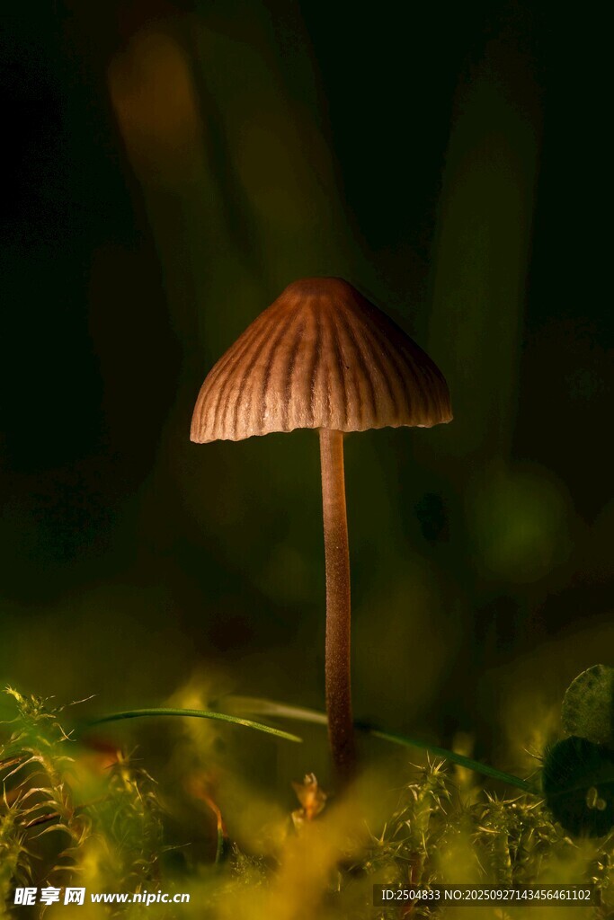 草丛中的小巧蘑菇