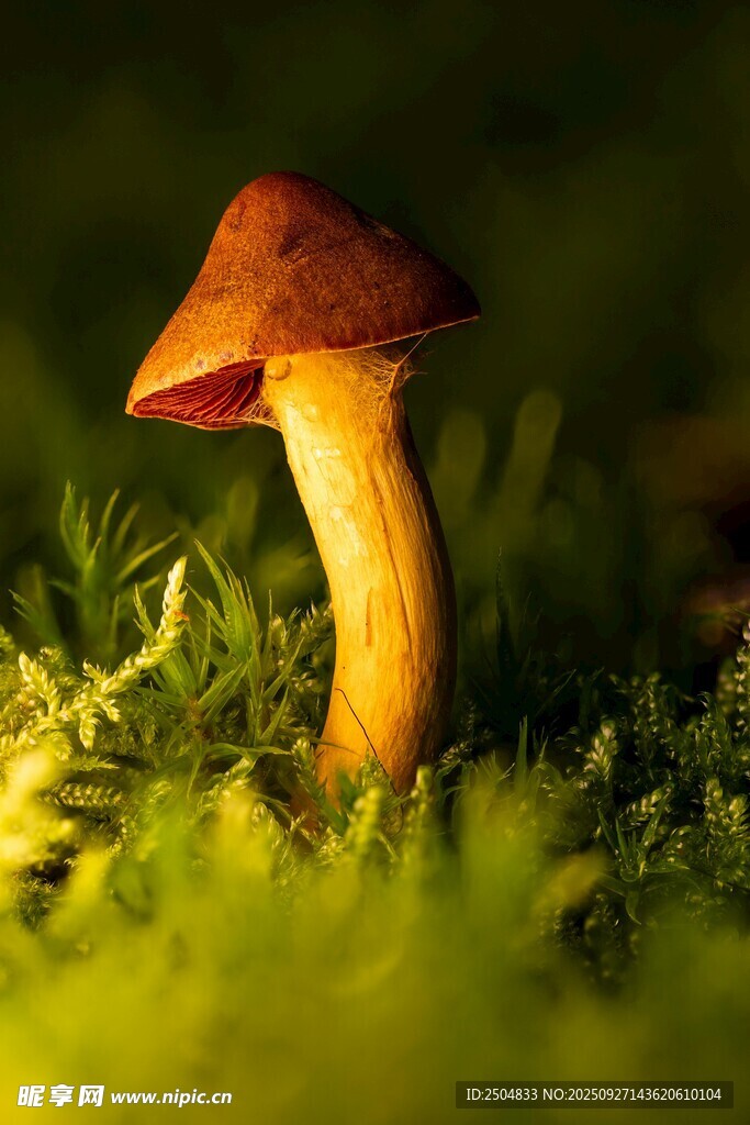 草丛中的橙黄色蘑菇