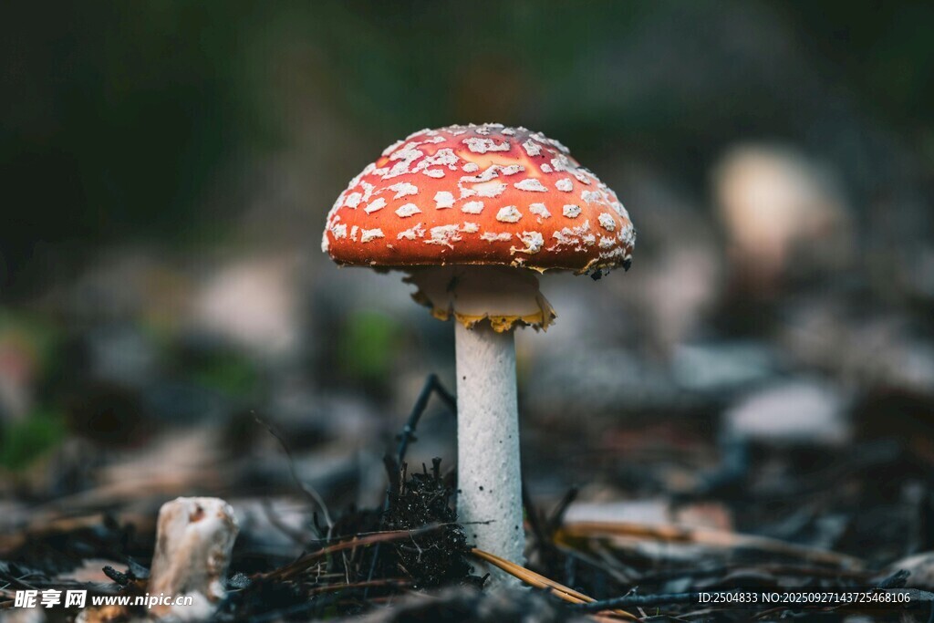 森林中的红色斑点小蘑菇