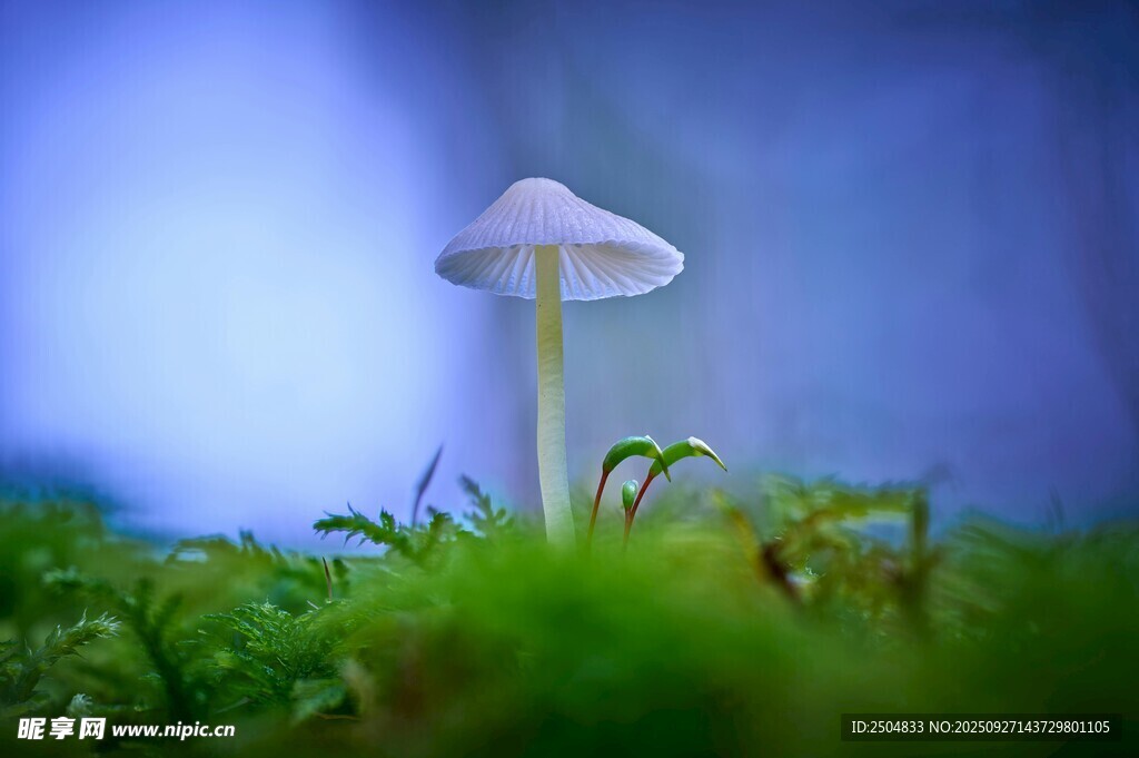 梦幻草地上的小巧白蘑菇