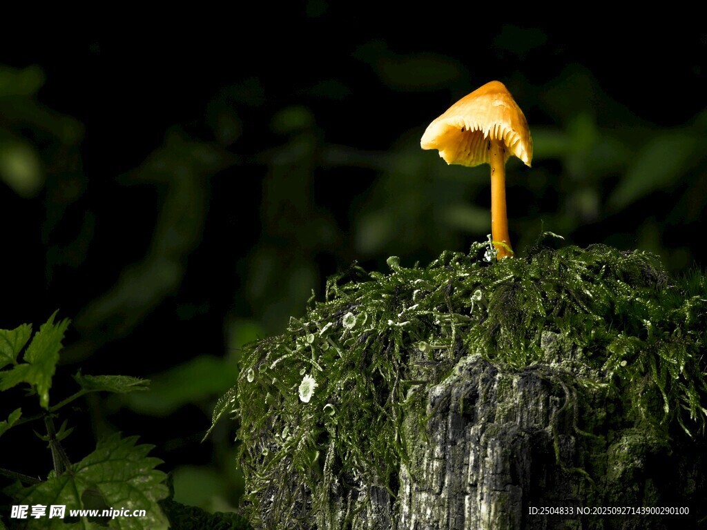 苔藓上的小蘑菇