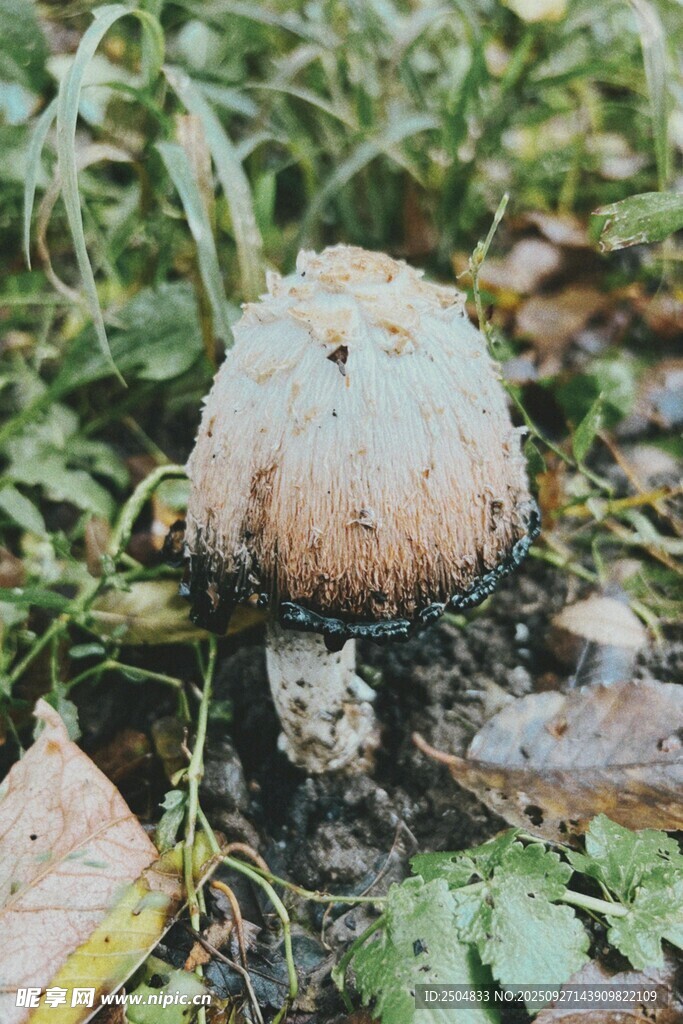 野外生长的蘑菇