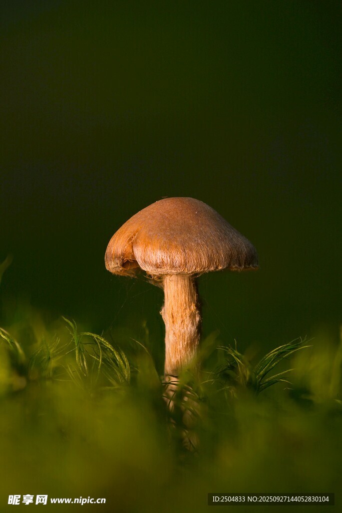 草丛中的小巧蘑菇