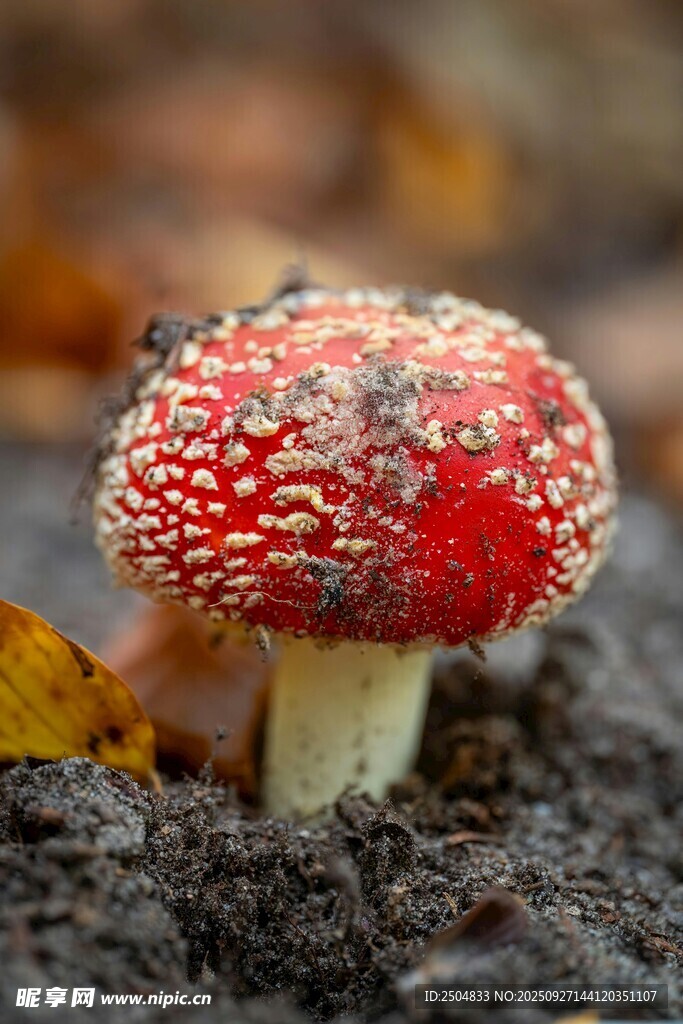 红色斑点蘑菇破土而出