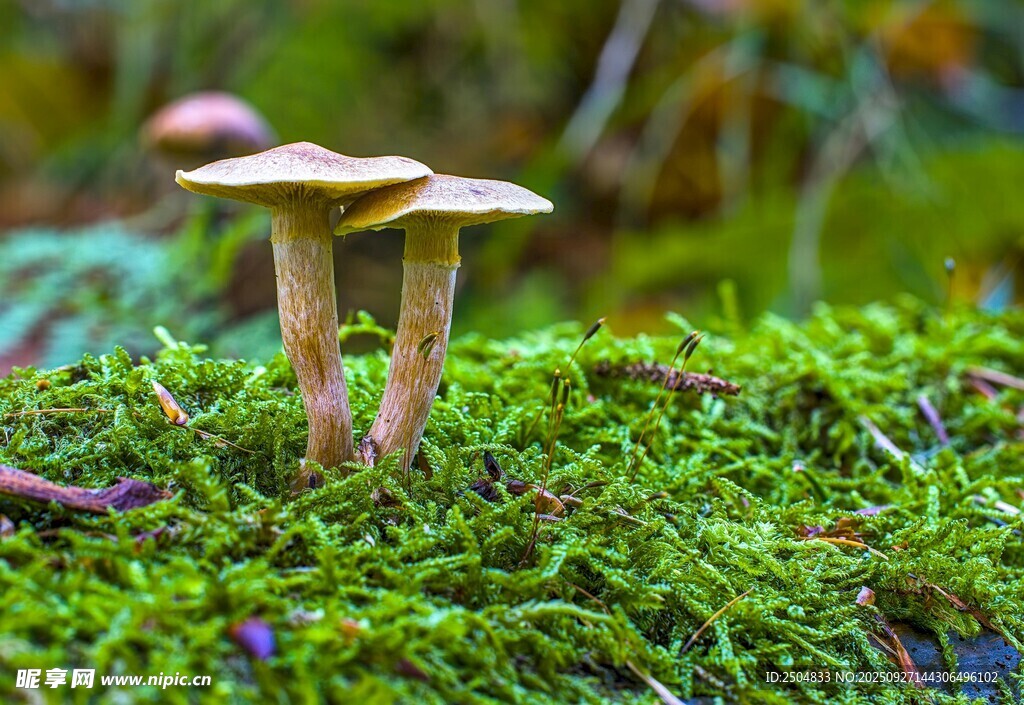 苔藓上的三株小蘑菇