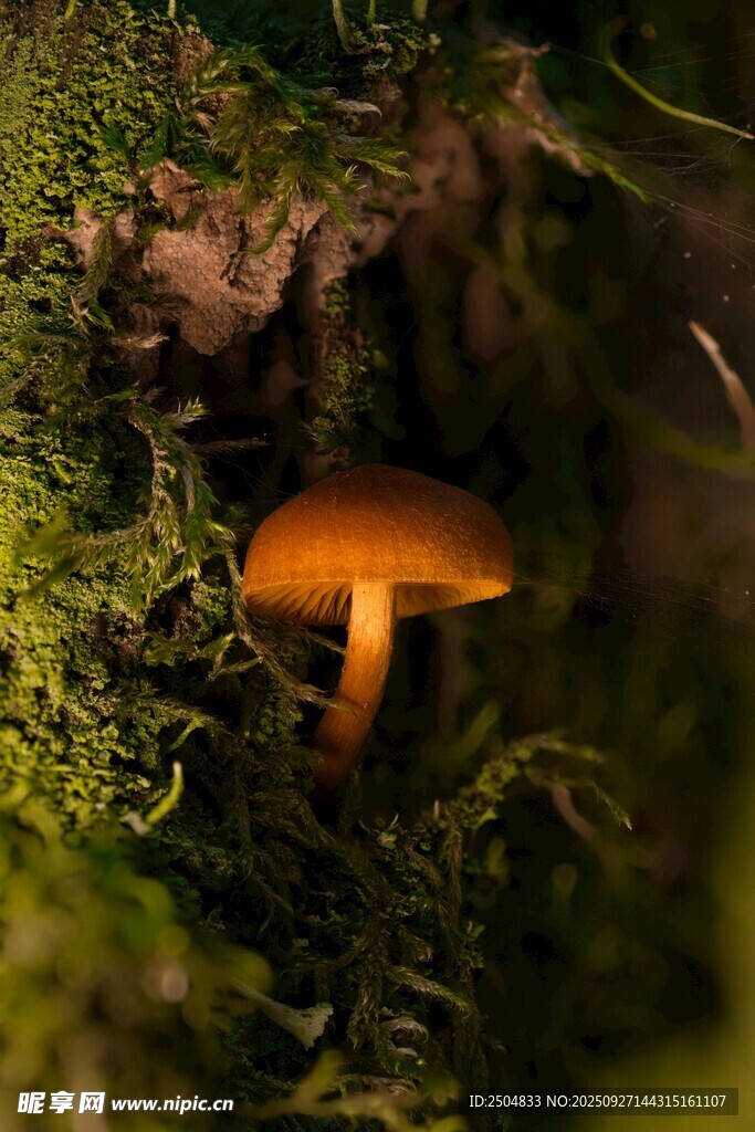 草丛中的橙色蘑菇