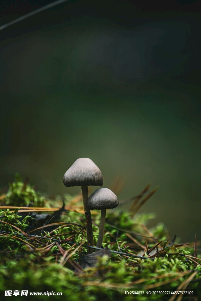 草地上的三株小蘑菇