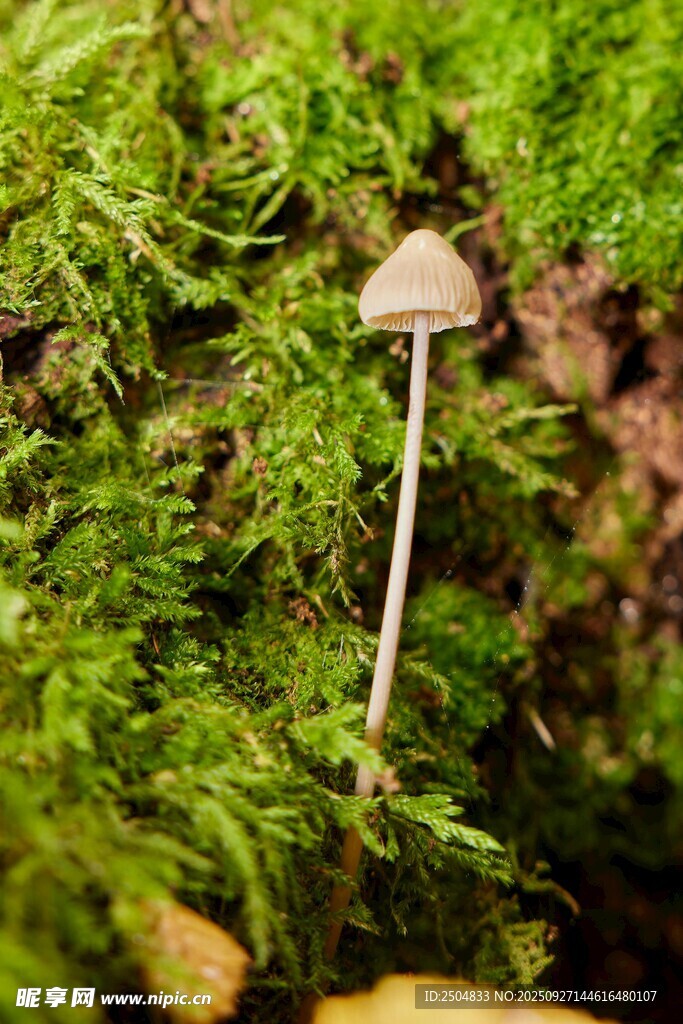 草丛中的小蘑菇