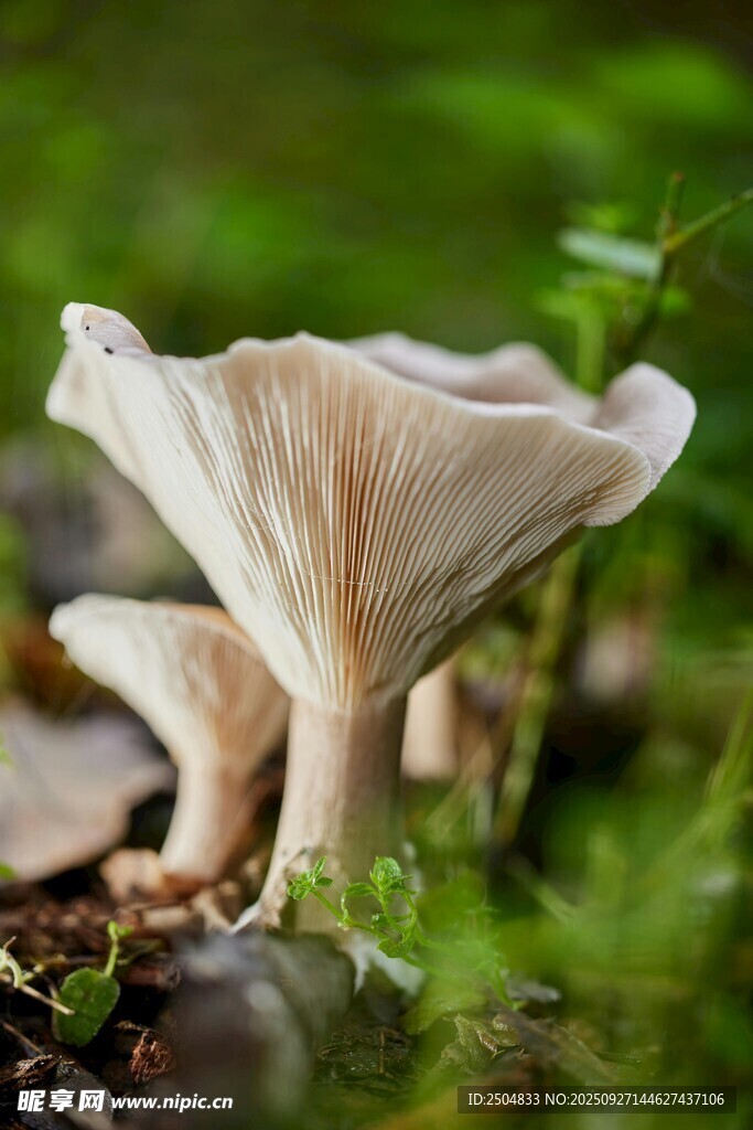 林间柔美蘑菇绽放