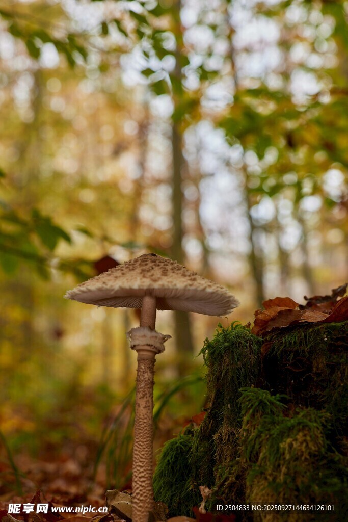 森林中的蘑菇