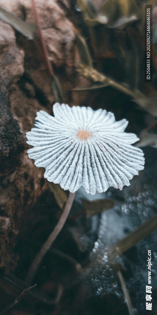 白色蘑菇特写