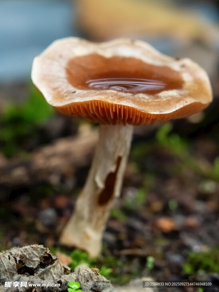 野外生长的独特蘑菇