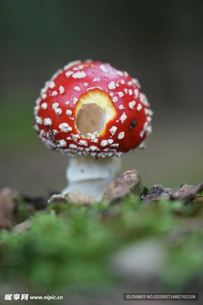 红色斑点蘑菇特写