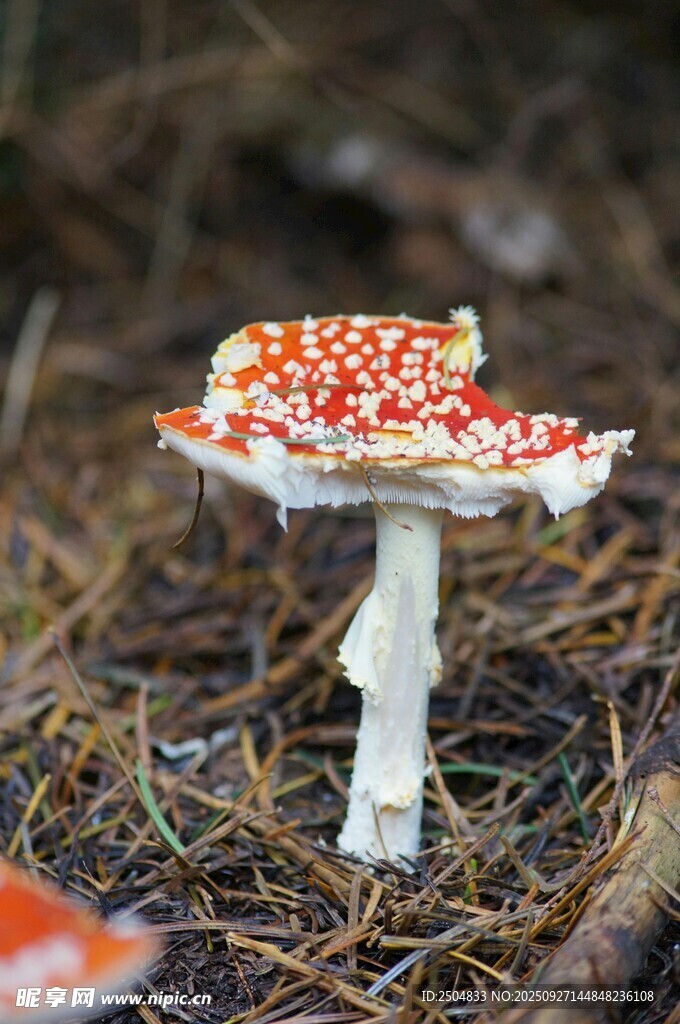 红白斑点蘑菇生长于林间