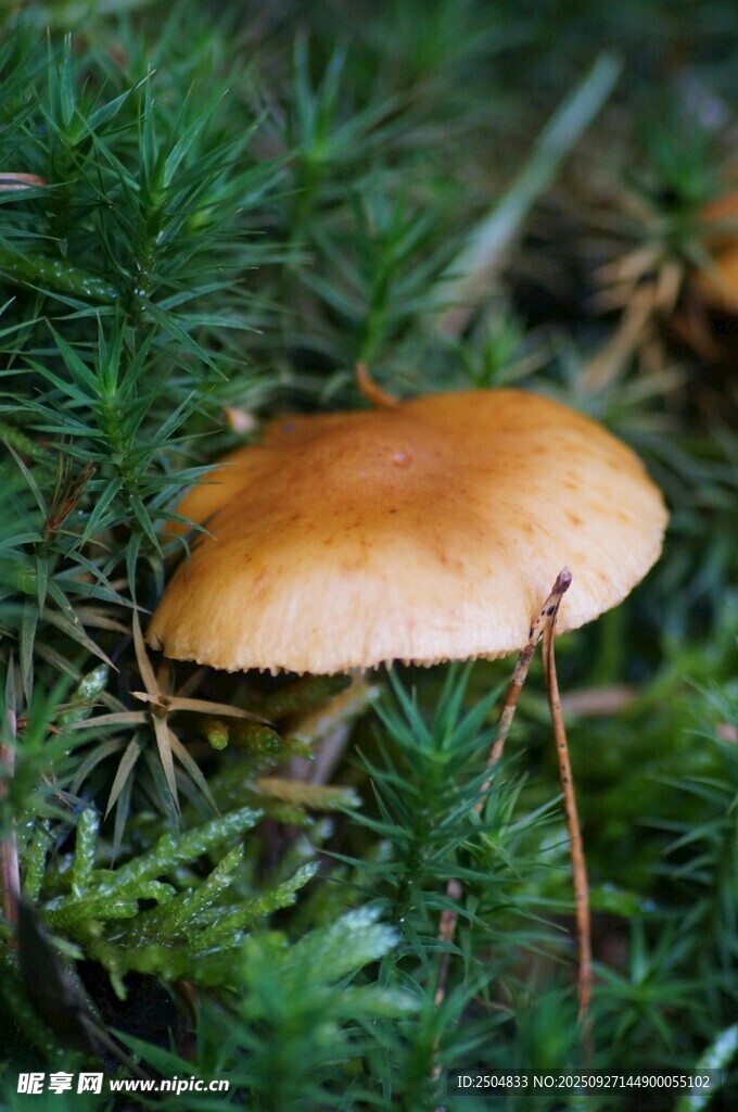 森林中的棕色蘑菇