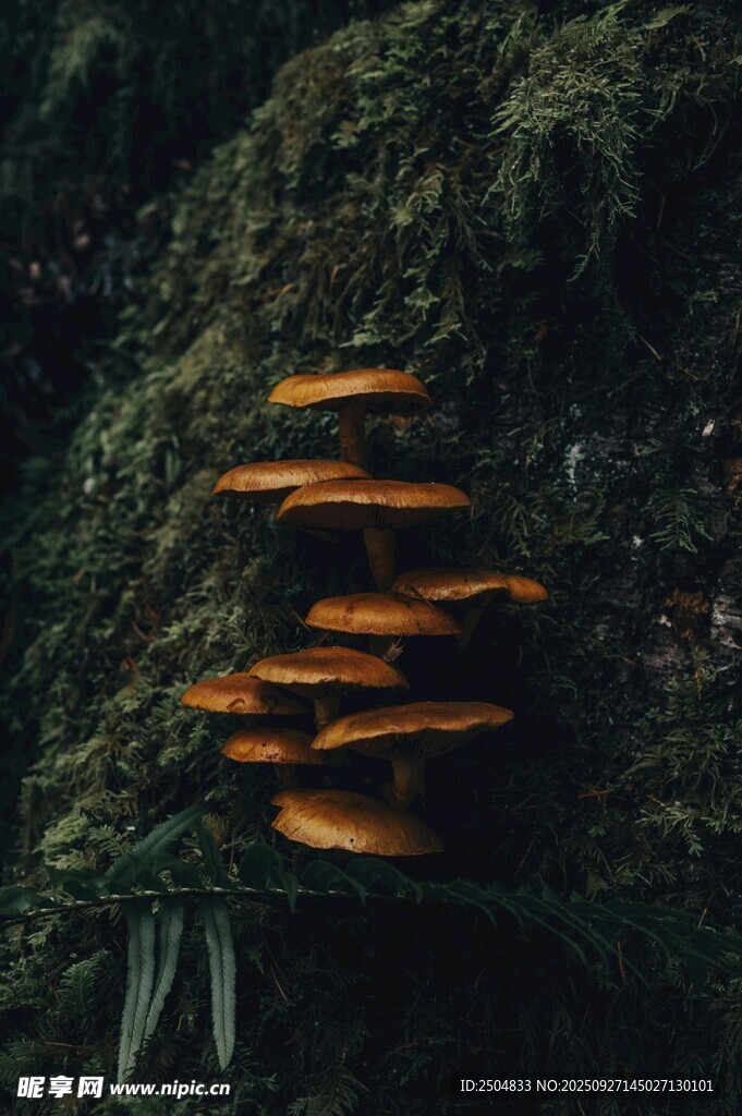 树干上生长的橙色蘑菇